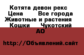 Котята девон рекс › Цена ­ 1 - Все города Животные и растения » Кошки   . Чукотский АО